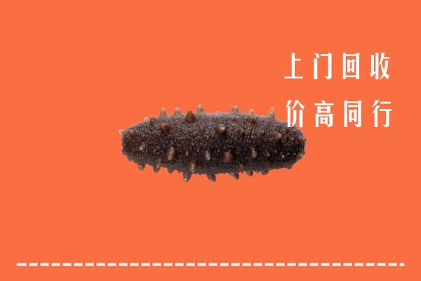 伊犁州和布克赛尔回收海参